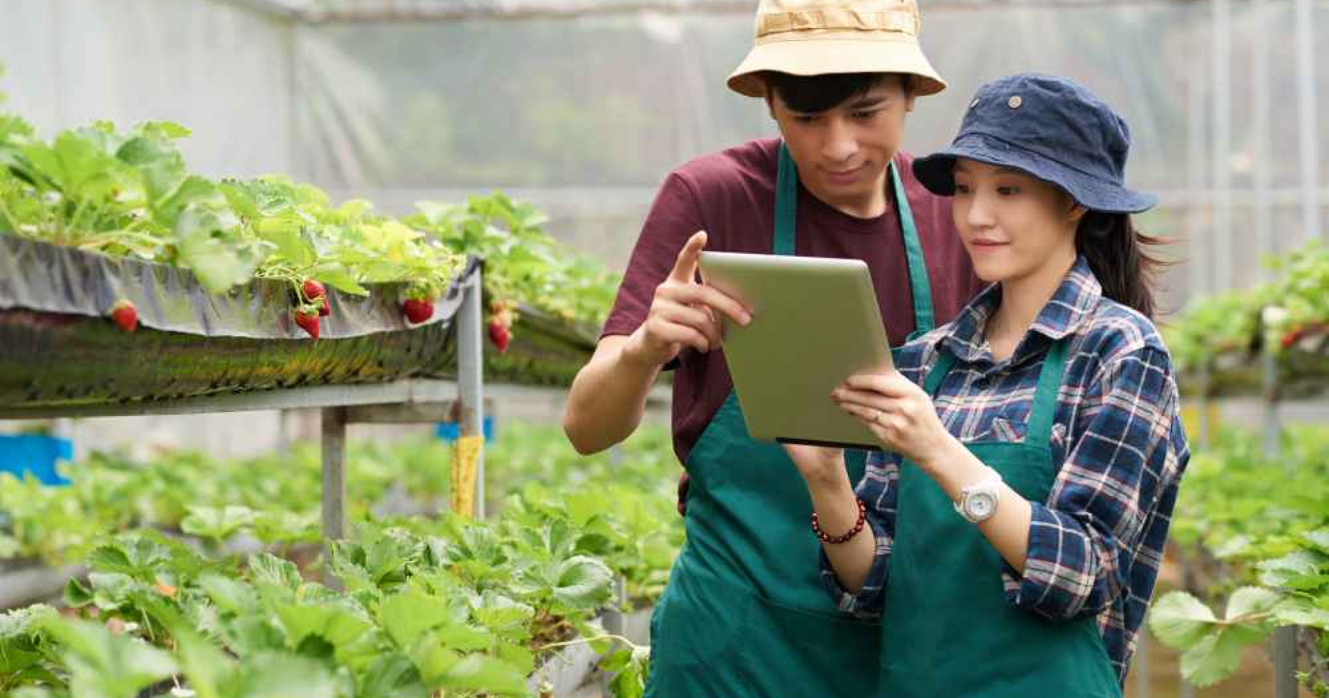Rekomendasi Bisnis Sampingan dari Sektor Pertanian (Foto Freepik.com) Rekomendasi Bisnis Sampingan dari Sektor Pertanian (Foto Freepik.com)