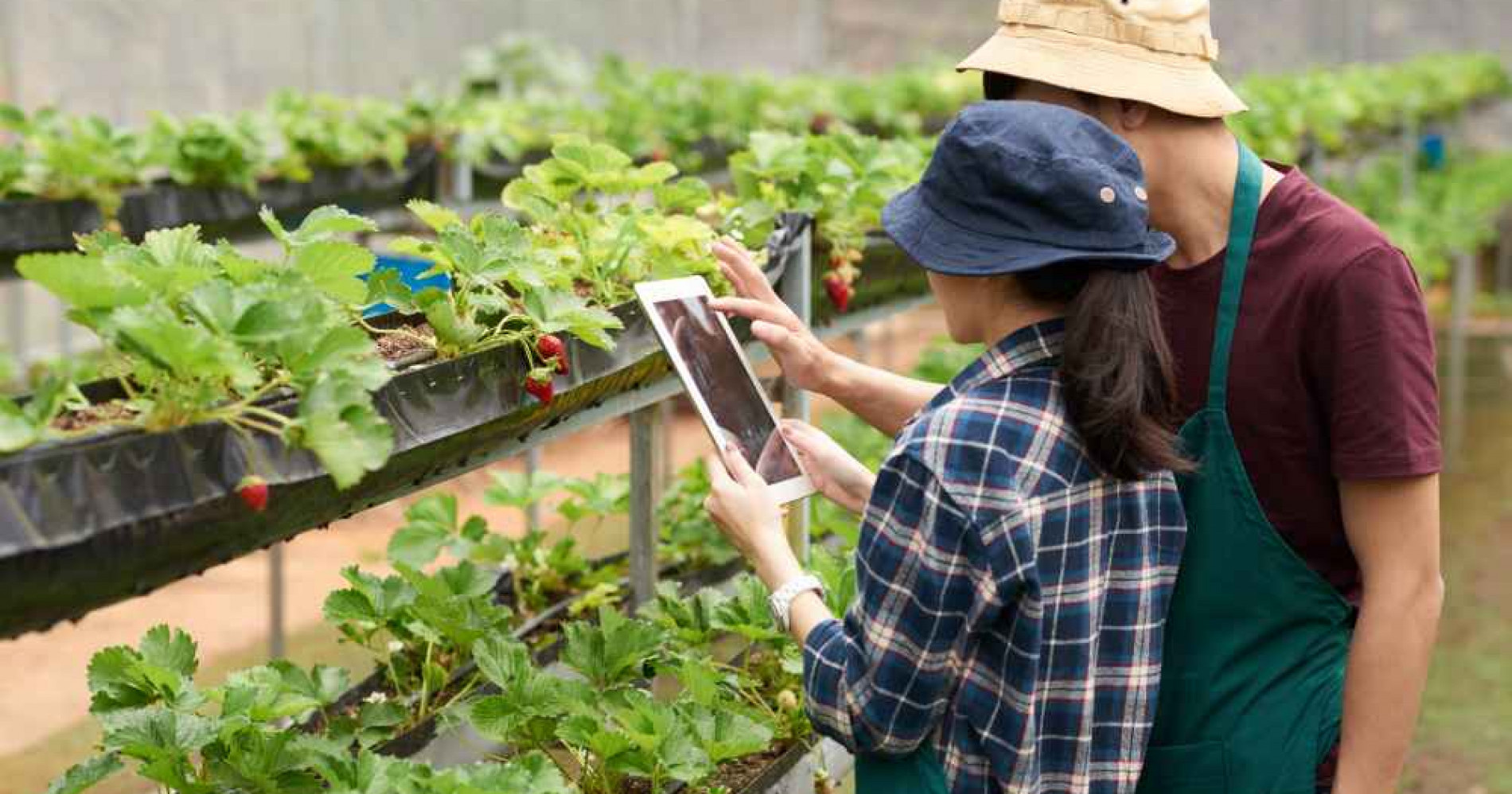 Cara berpartisipasi untuk kembangkan pertanian lokal (Foto Freepik.com) Cara berpartisipasi untuk kembangkan pertanian lokal (Foto Freepik.com)