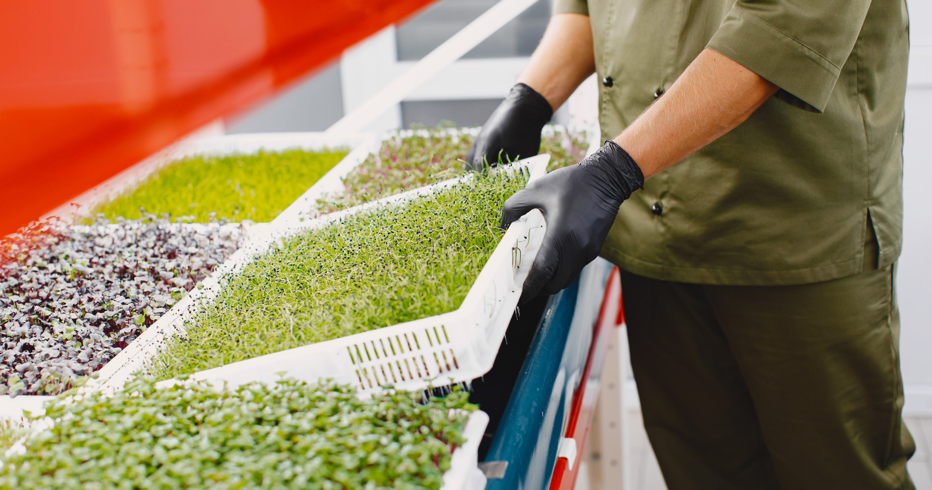 Microgreens, hidroponik, pertanian organik dan argowisata, rekomendasi dan peluang usaha di sektor pertanian. Sumber gambar freepik.com