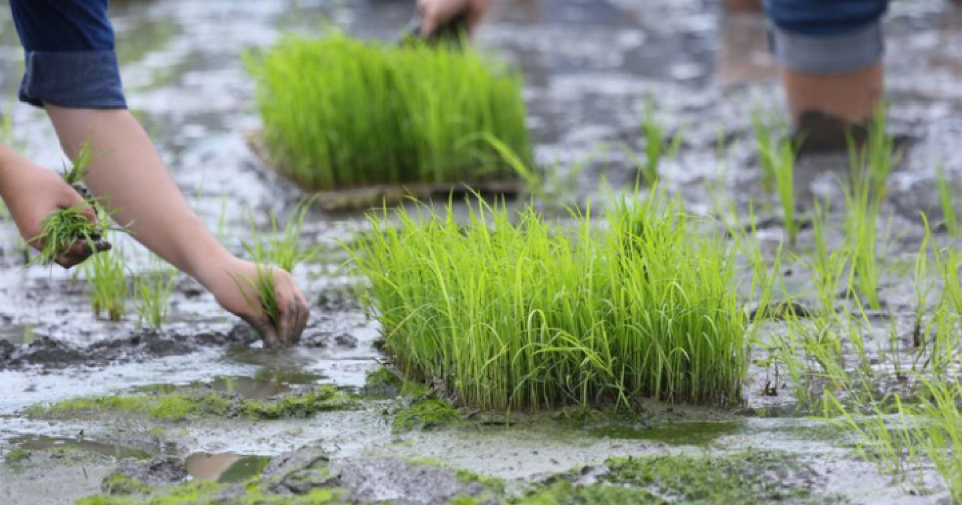 Ketahanan pangan nasional: kolaborasi menghadapi tantangan dan mitigasi gagal panen. Freepik.com