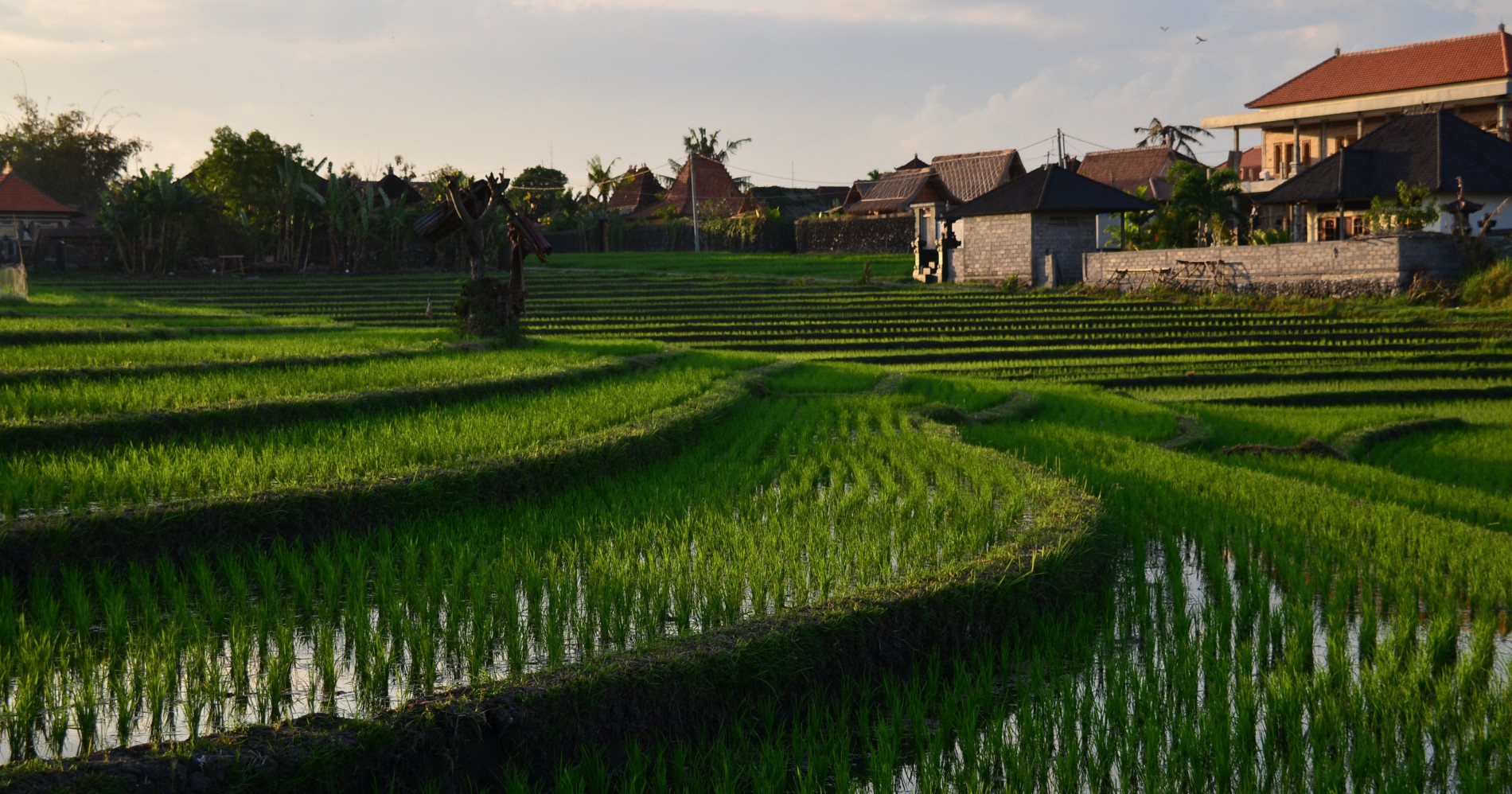 Gambar Persawahan Indonesia (Sumber gambar: Pixabay)