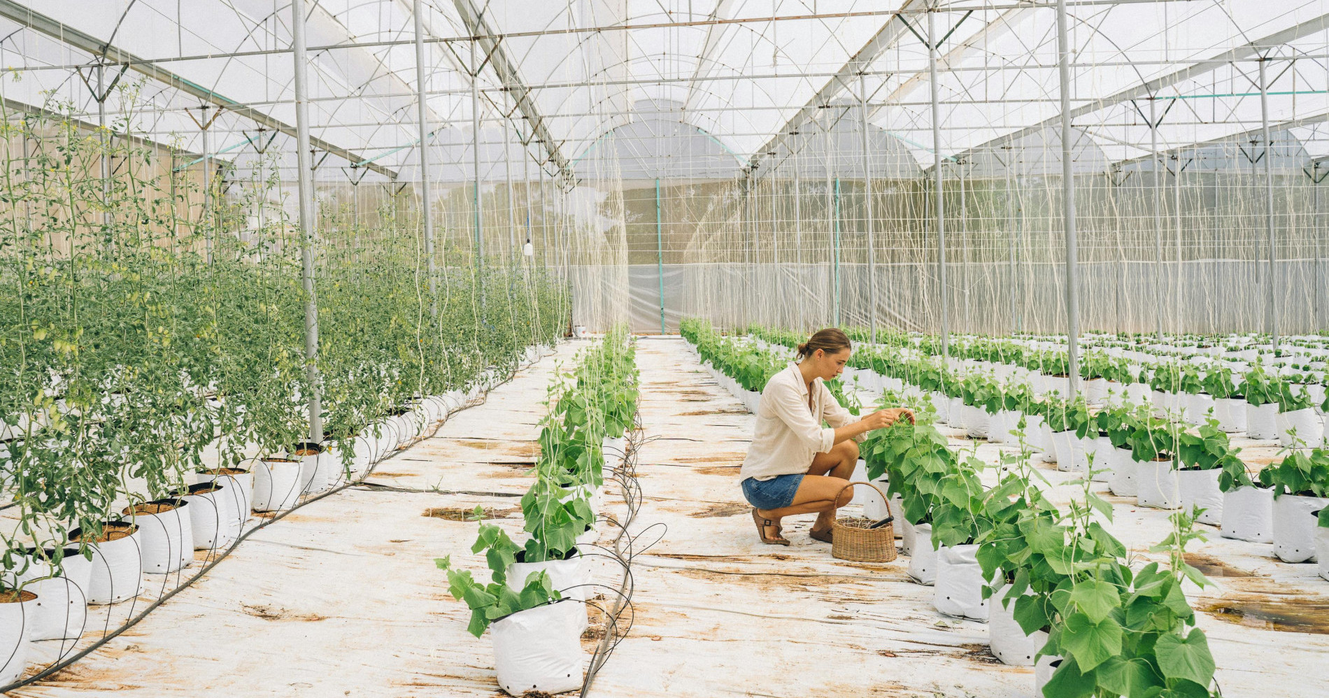 Tips jadi petani modern (Sumber Gambar: Pexels) Tips jadi petani modern (Sumber Gambar: Pexels)