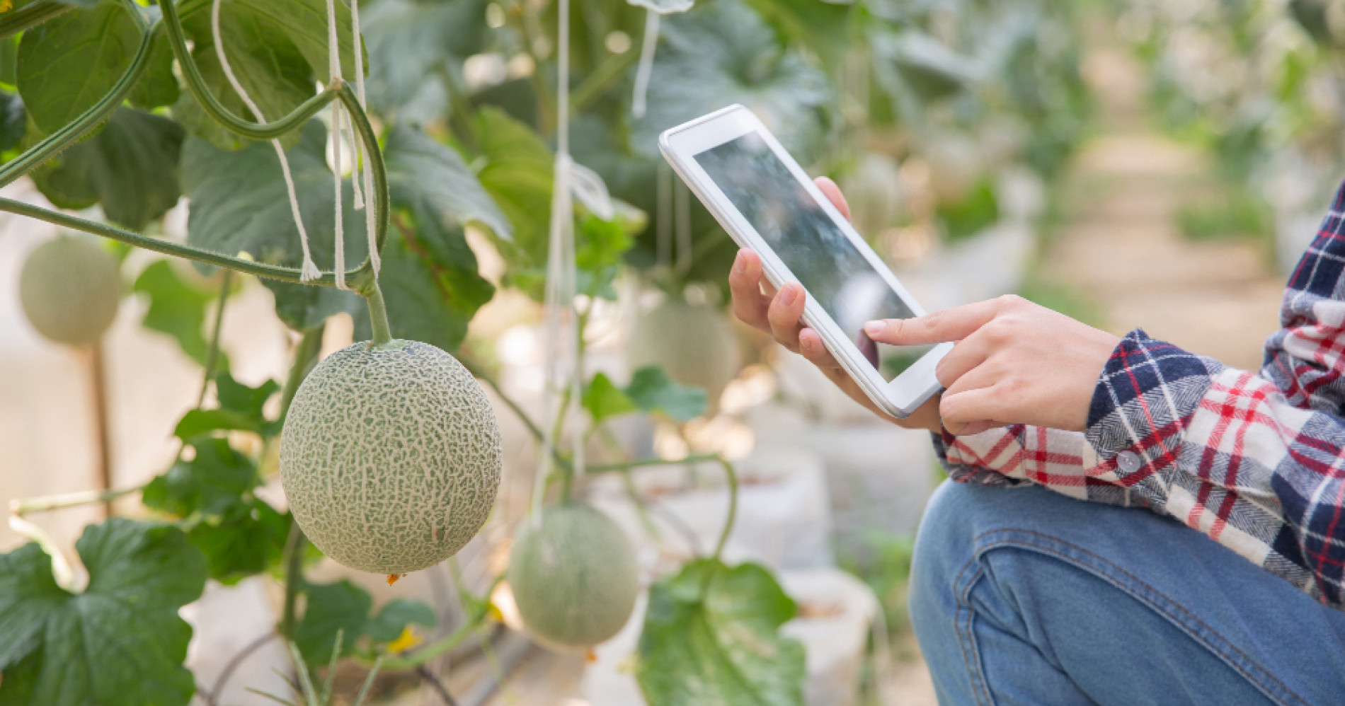 Petani modern dalam memanfatkan teknologi (Foto Freepik.com)