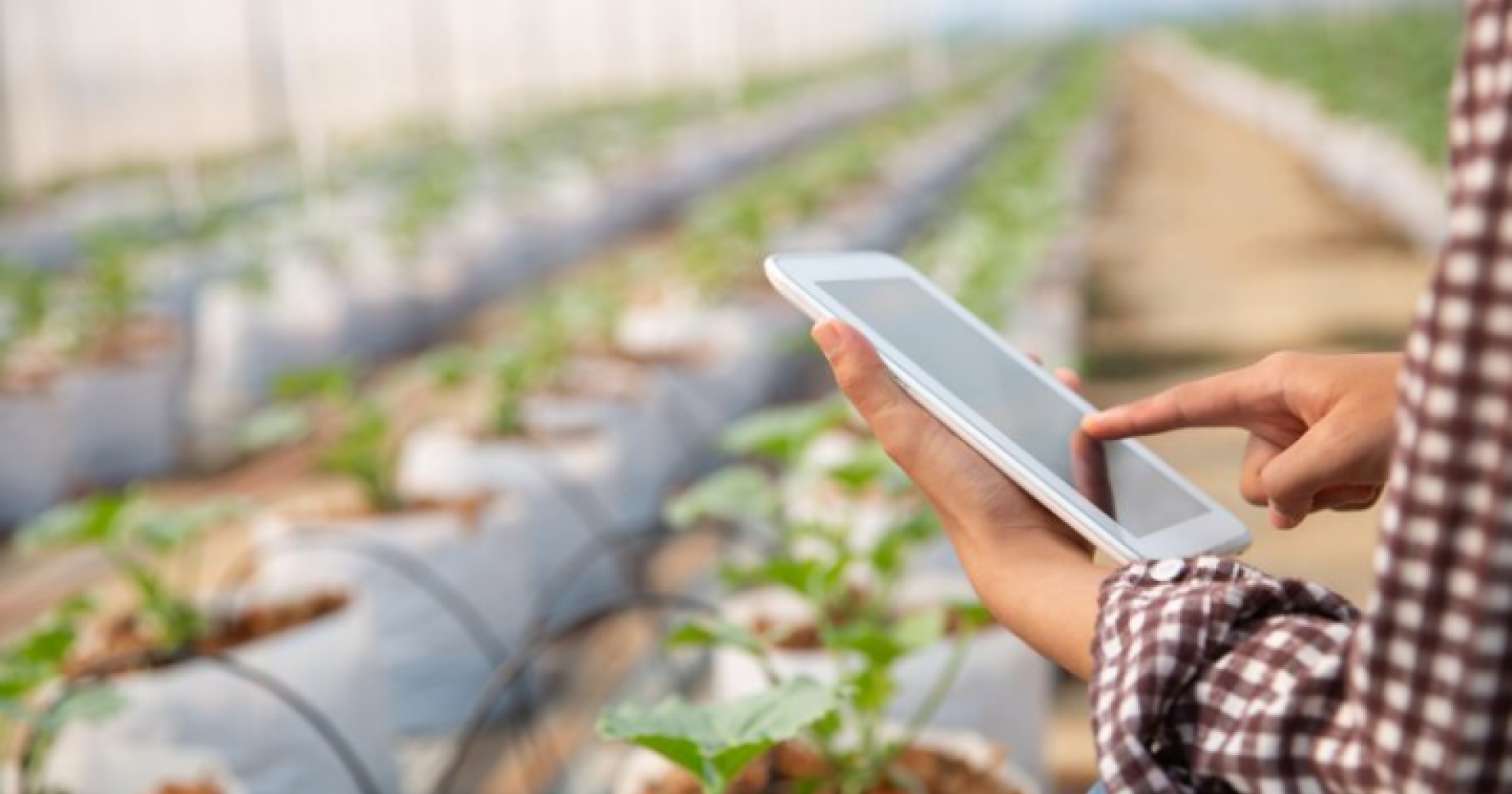 Smart Farming: Transformasi Pertanian dari Cangkul ke Smartphone (Foto Freepik.com)