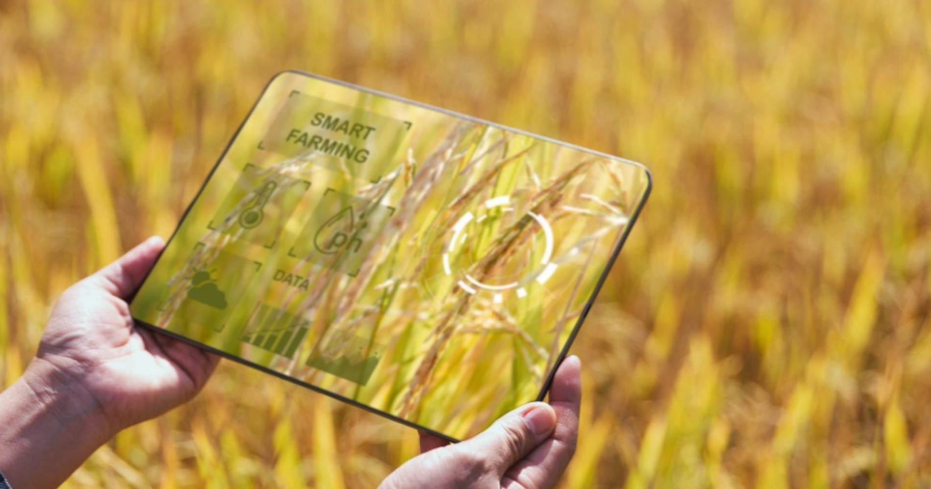 5 Cara Menjadi Petani Modern. Sumber Gambar:  Adobe Express