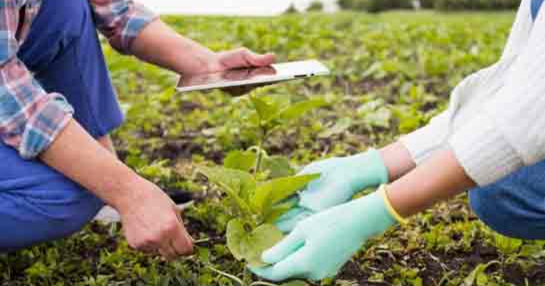 Agrisolution, Solusi Jitu Untuk Meningkatkan Hasil Pertanian - Image Freepik Agrisolution, Solusi Jitu Untuk Meningkatkan Hasil Pertanian - Image Freepik