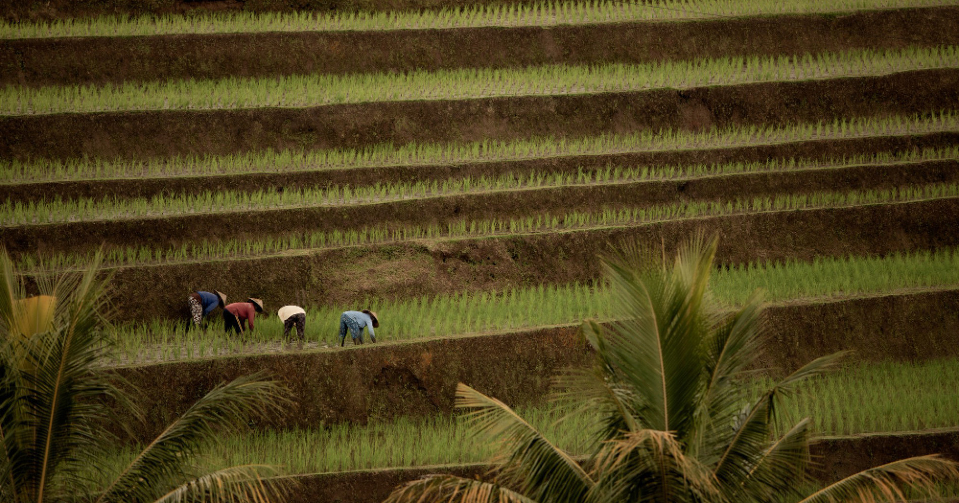 Mengenal Agrosolution, Solusi Meningkatkan Ketahanan Pangan di Indonesia (Foto Freepik.com) Mengenal Agrosolution, Solusi Meningkatkan Ketahanan Pangan di Indonesia (Foto Freepik.com)