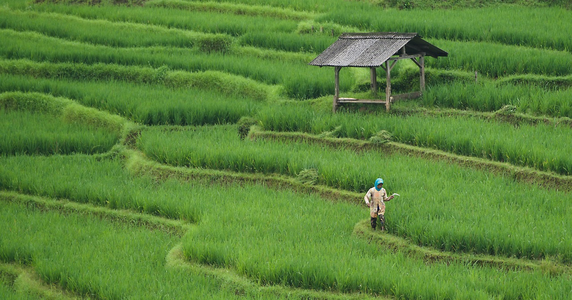 sumber : https://pixabay.com/id/photos/sawah-pertanian-tanah-pertanian-7890204/ sumber : https://pixabay.com/id/photos/sawah-pertanian-tanah-pertanian-7890204/