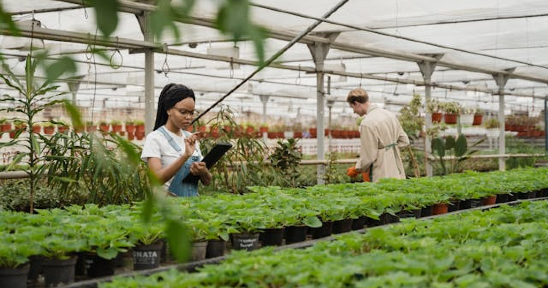 Tips Meraih kesuksesan bagi petani masa depan (Foto Pexels.com) Tips Meraih kesuksesan bagi petani masa depan (Foto Pexels.com)