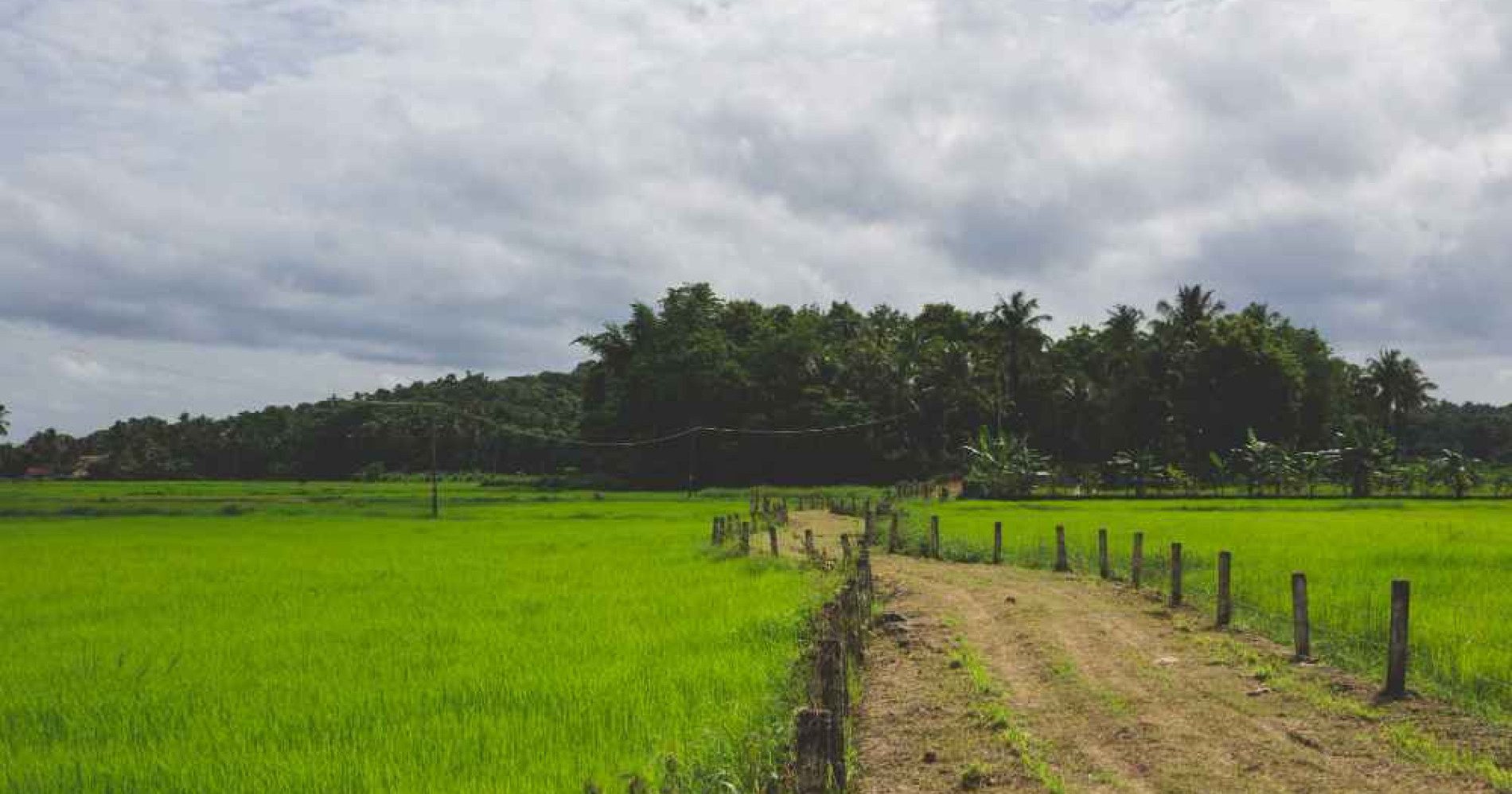 Pentingnya menjadi petani modern dan inovatif (Foto Freepik.com) Pentingnya menjadi petani modern dan inovatif (Foto Freepik.com)