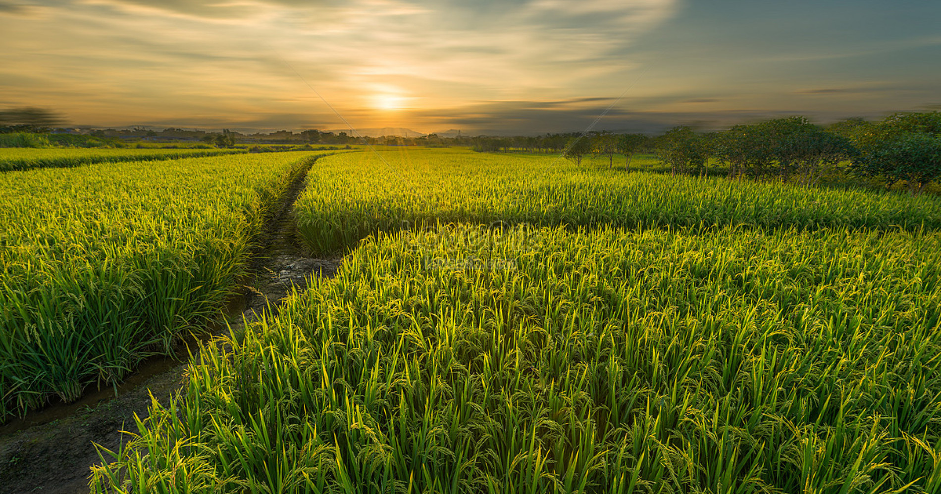 Sumber : https://id.lovepik.com/image-501271231/guilin-huixian-wetland-rice-field.html Sumber : https://id.lovepik.com/image-501271231/guilin-huixian-wetland-rice-field.html