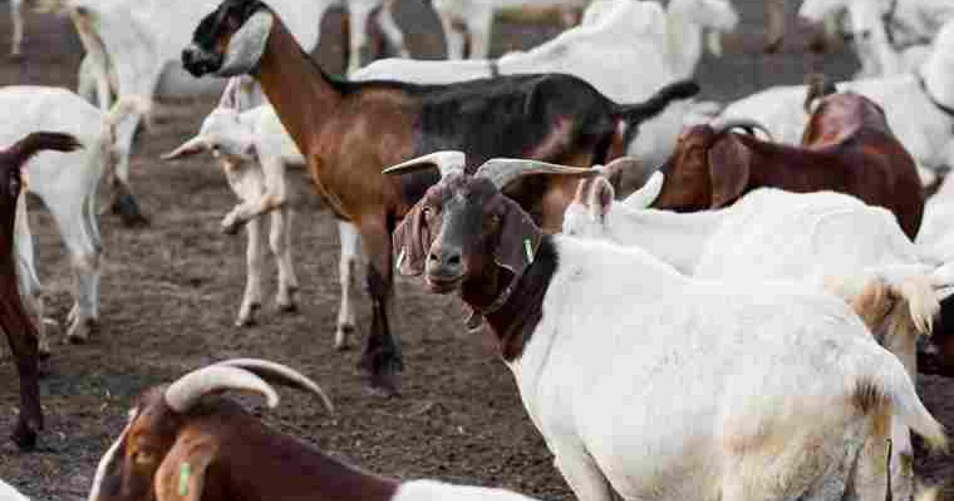 Kambing jantan bertanduk tanda siap dipakai kurban (Foto Freepik) Kambing jantan bertanduk tanda siap dipakai kurban (Foto Freepik)