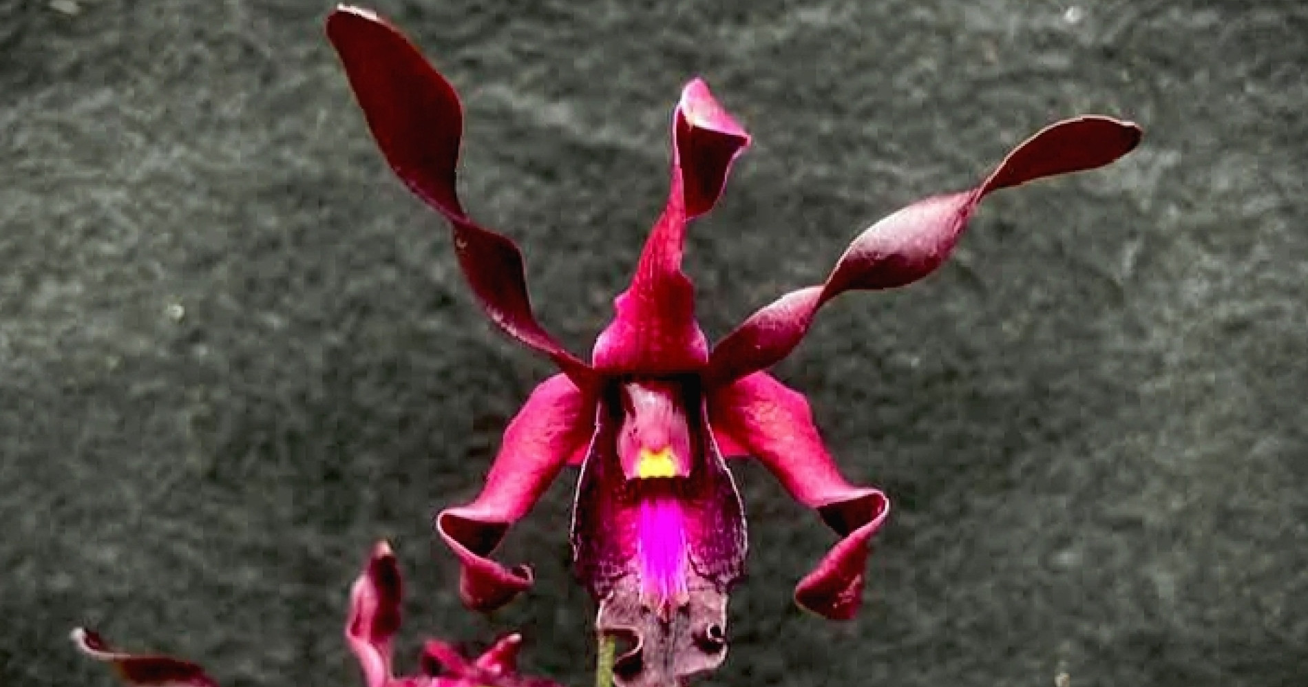 Dendrobium Prabowo Subianto: anggrek baru yang memiliki warna tegas dan bunga awet (Dokumentasi Pribadi) Dendrobium Prabowo Subianto: anggrek baru yang memiliki warna tegas dan bunga awet (Dokumentasi Pribadi)