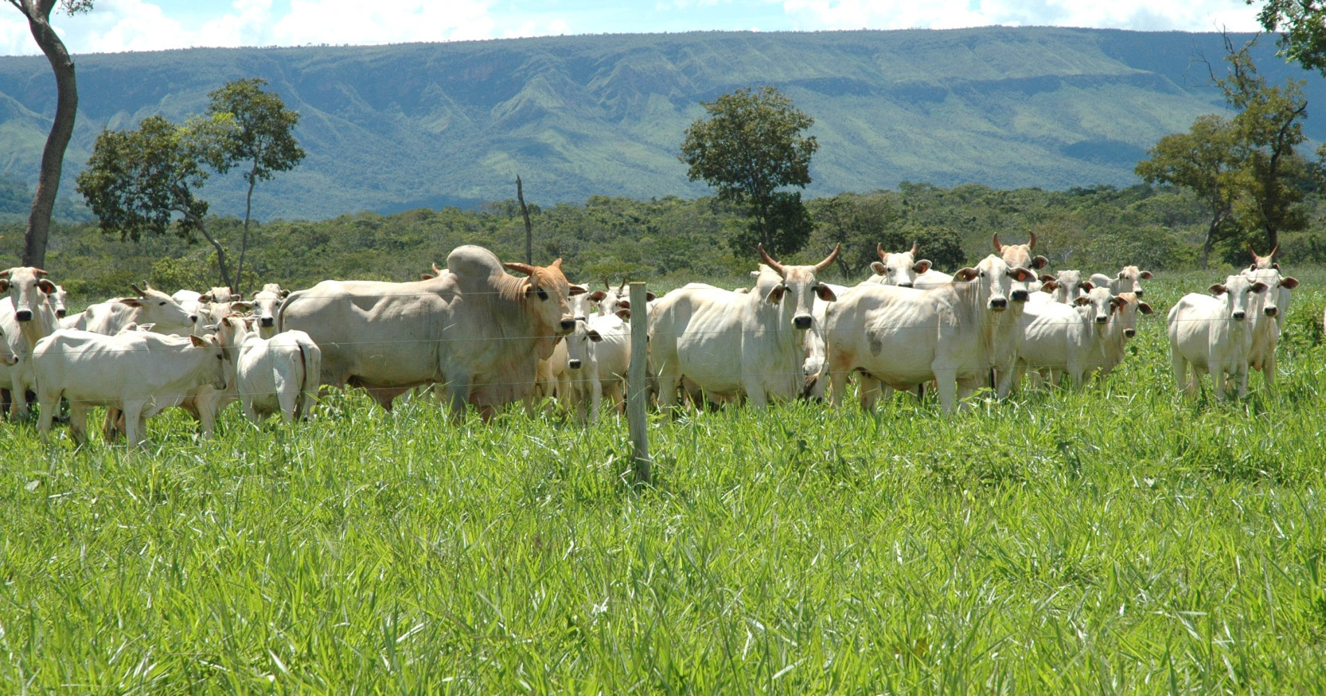 Peternakan Sapi di Hamparan Rumput Hijau (Sumber Gambar: pxhere.com)