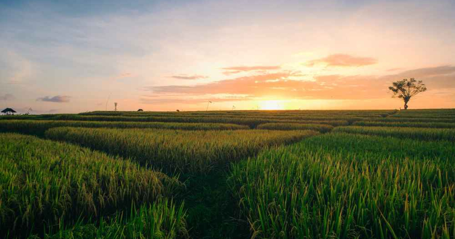 Swasembada pangan, pilihan atau keharusan? (Foto Freepik.com)