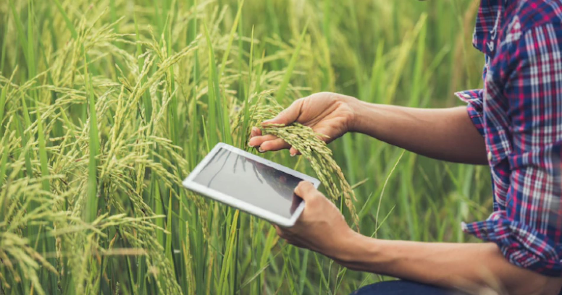 Menjadi petani bukan sekadar memproduksi tetapi juga berpeluang sukses dalam bisnis hilir. Freepik.com Menjadi petani bukan sekadar memproduksi tetapi juga berpeluang sukses dalam bisnis hilir. Freepik.com