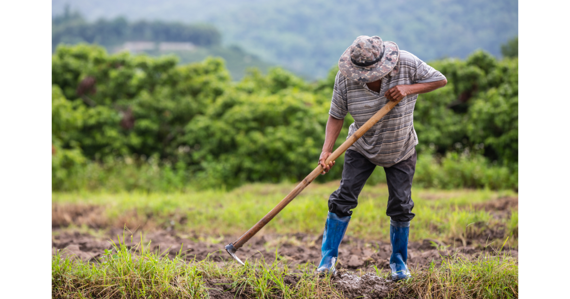 petani millenial source : freepik