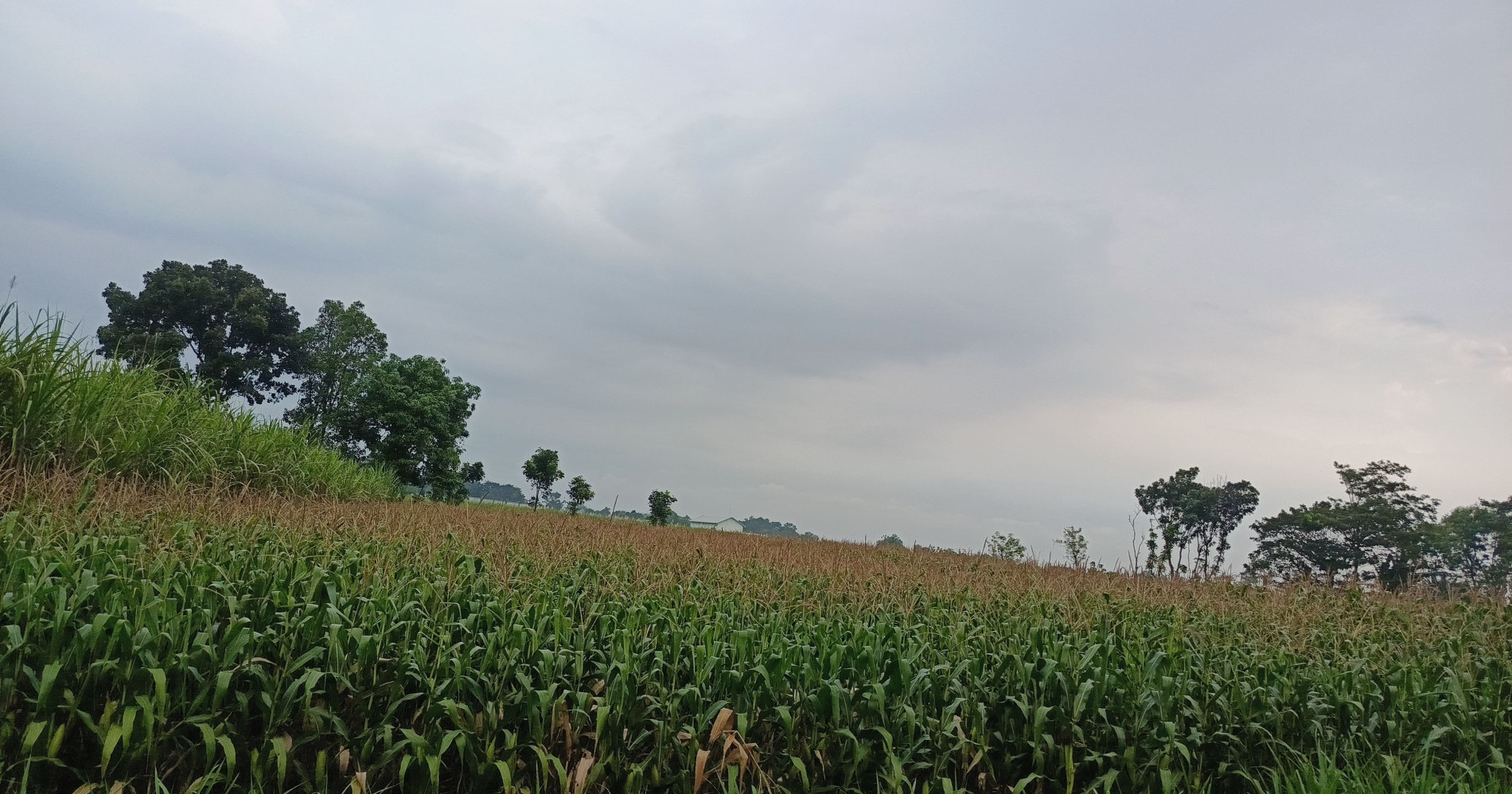 Tanaman Jagung mulai siap panen (Dokumentasi Pribadi) Tanaman Jagung mulai siap panen (Dokumentasi Pribadi)