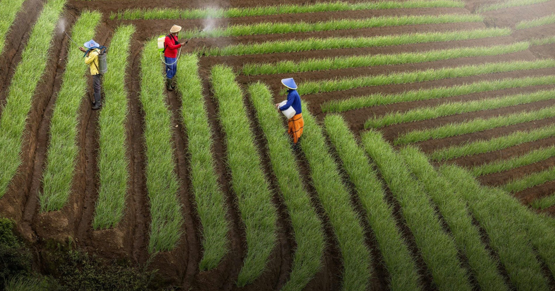 Aplikasi pupuk dan pestisida di sawah terasering (Sumber: Pixels.com) Aplikasi pupuk dan pestisida di sawah terasering (Sumber: Pixels.com)