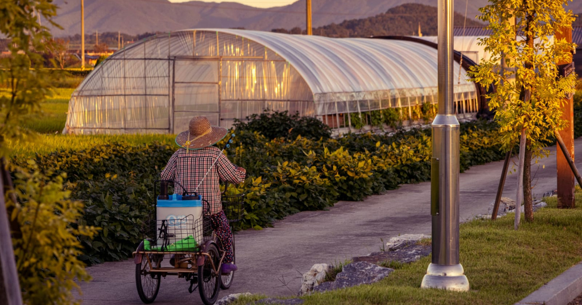 Greenhouse: solusi pengendalian hama terpadu dan pertanian berkelanjutan (Sumber:unsplash.com)