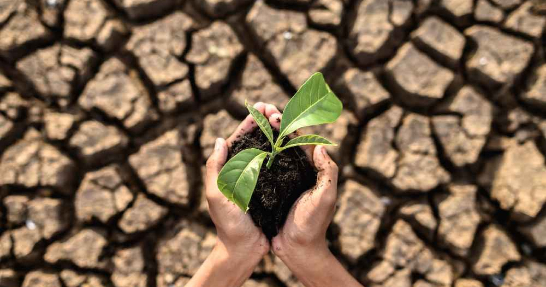 Degradasi Lahan, bagaimana cara menanggulanginya? (Foto Freepik.com) Degradasi Lahan, bagaimana cara menanggulanginya? (Foto Freepik.com)