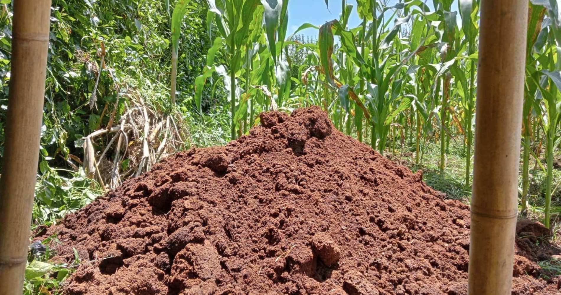 Menyiapkan pupuk untuk tanaman cabe dan jagung (Sumber: Dokumentasi Pribadi) Menyiapkan pupuk untuk tanaman cabe dan jagung (Sumber: Dokumentasi Pribadi)