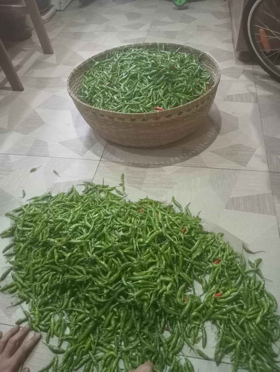 Hasil panen buah pertama tanaman cabe rawit hasil dari kebun sendiri (Sumber: Dokumentasi Pribadi)