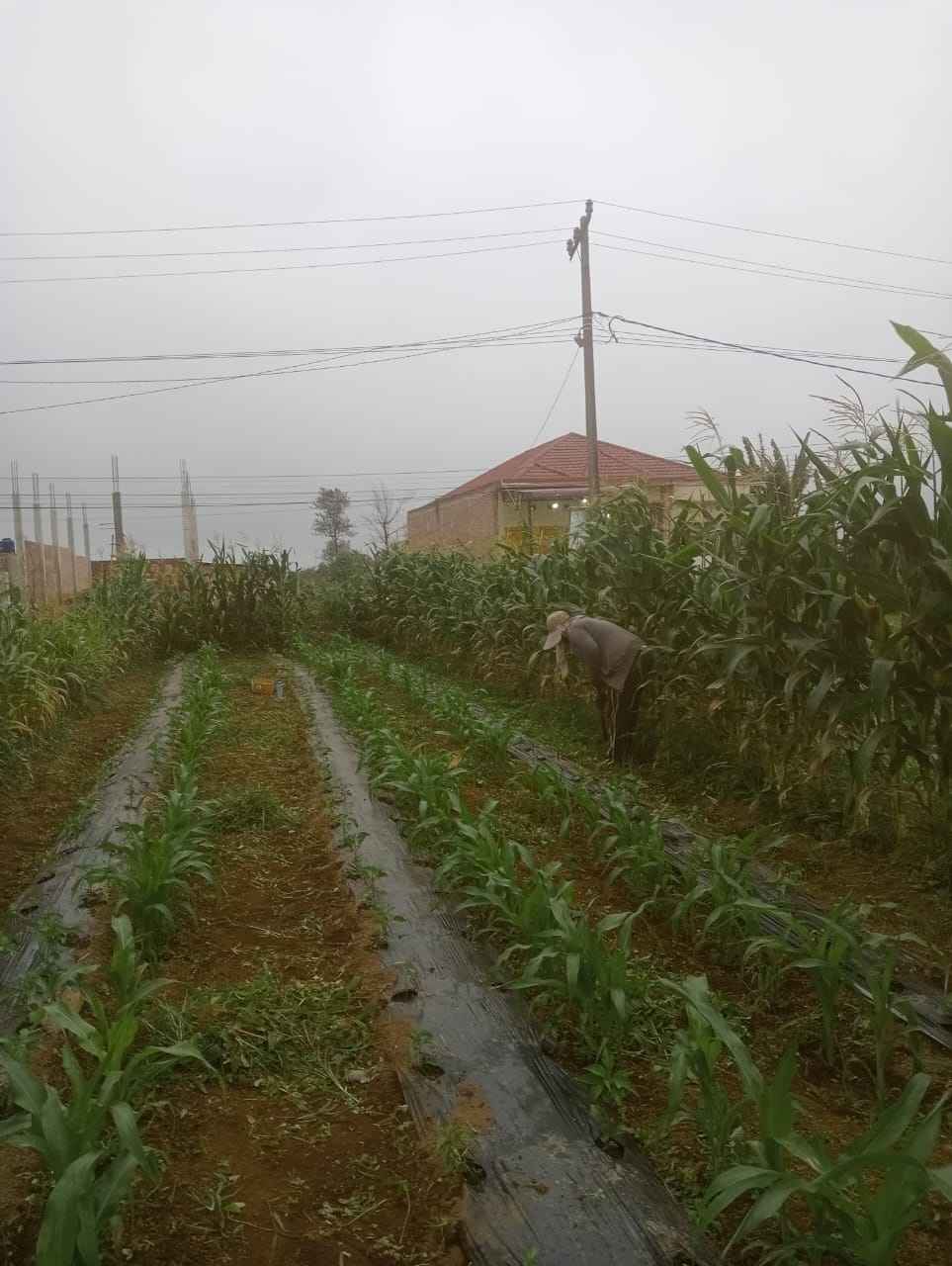 Menanam cabe dan jagung secara tumpang sari (Sumber: Dokumentasi Pribadi)