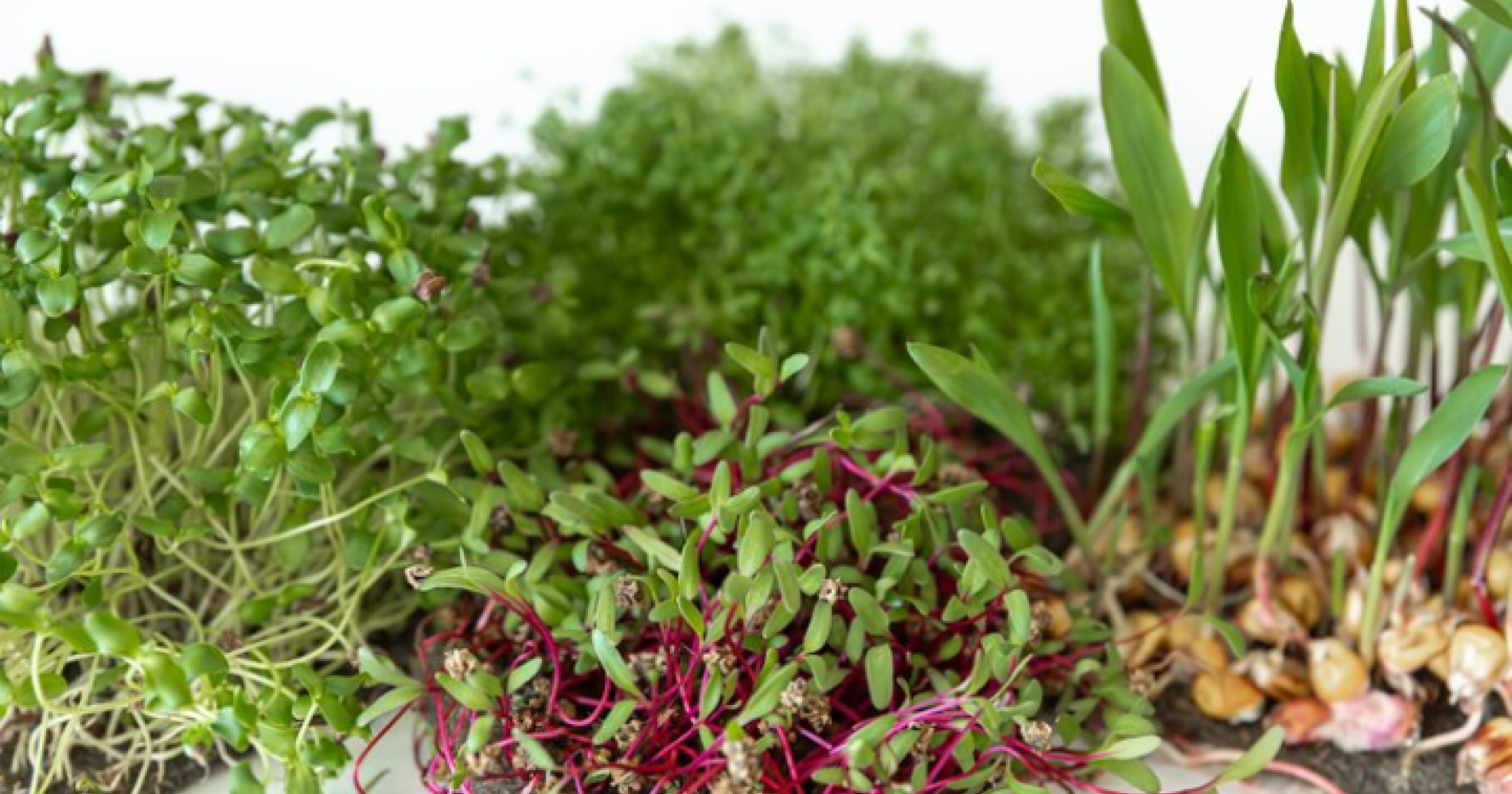Microgreens si kecil bernilai tinggi. Freepik.com