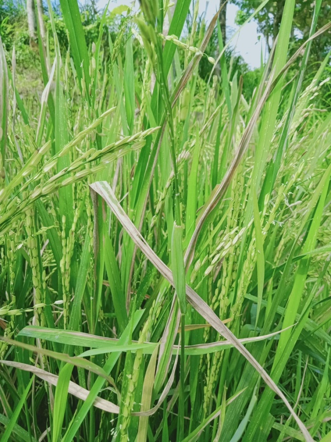 Tanaman Padi yang Terserang Penyakit Hawar Daun Bakteri (Sumber Gambar: Koleksi Pribadi Penulis)