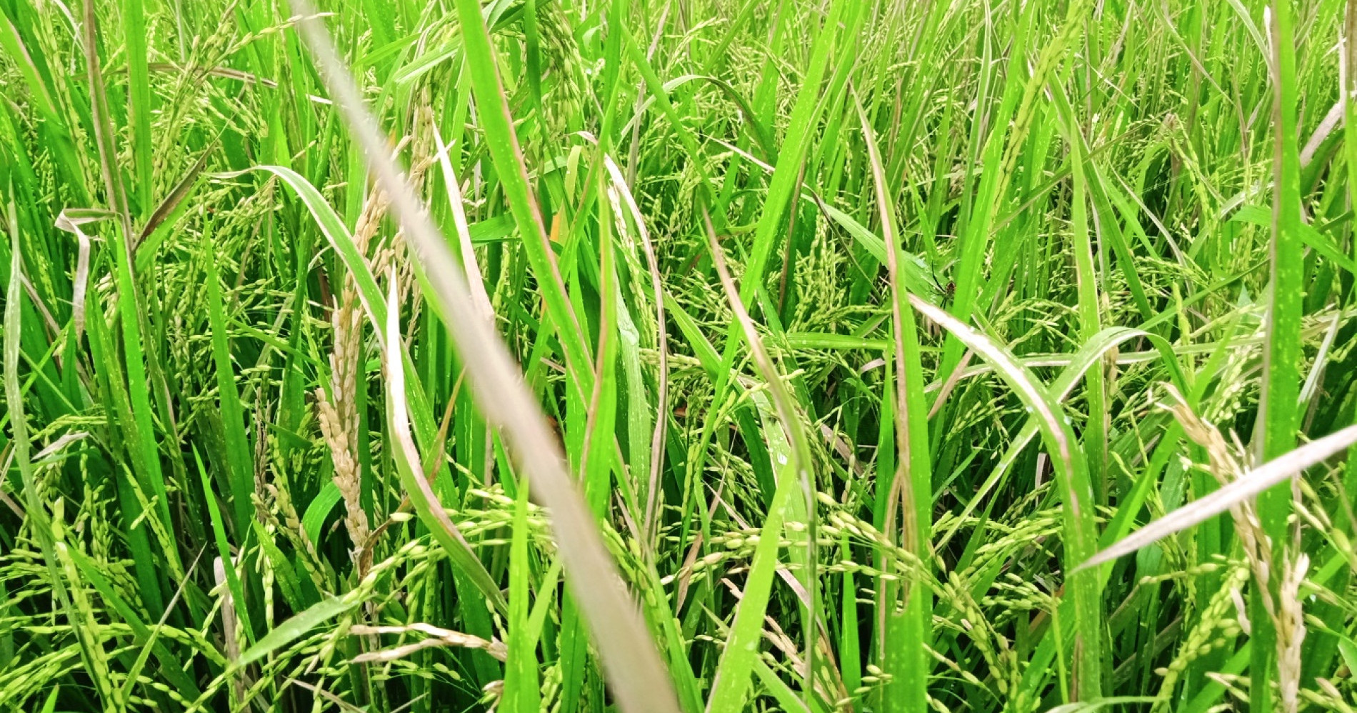 Tanaman Padi dengan Kondisi Daun Menguning dan Kering (Sumber Gambar: Koleksi Pribadi Penulis)
