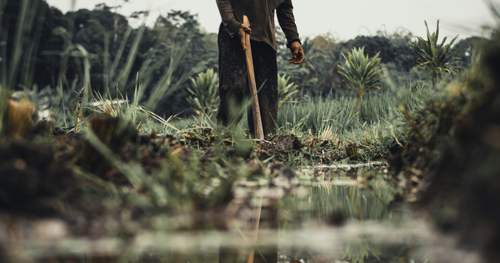 Petani Jadi Kunci Kedaulatan Pangan (Sumber: Unsplash) Petani Jadi Kunci Kedaulatan Pangan (Sumber: Unsplash)