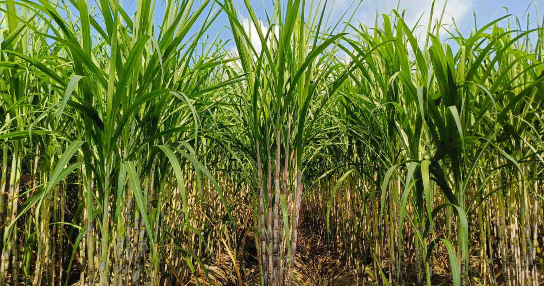 Tanaman tebu yang tumbuh optimal, cikal bakal gula berkualitas (sumber: Dokumentasi Pribadi) Tanaman tebu yang tumbuh optimal, cikal bakal gula berkualitas (sumber: Dokumentasi Pribadi)