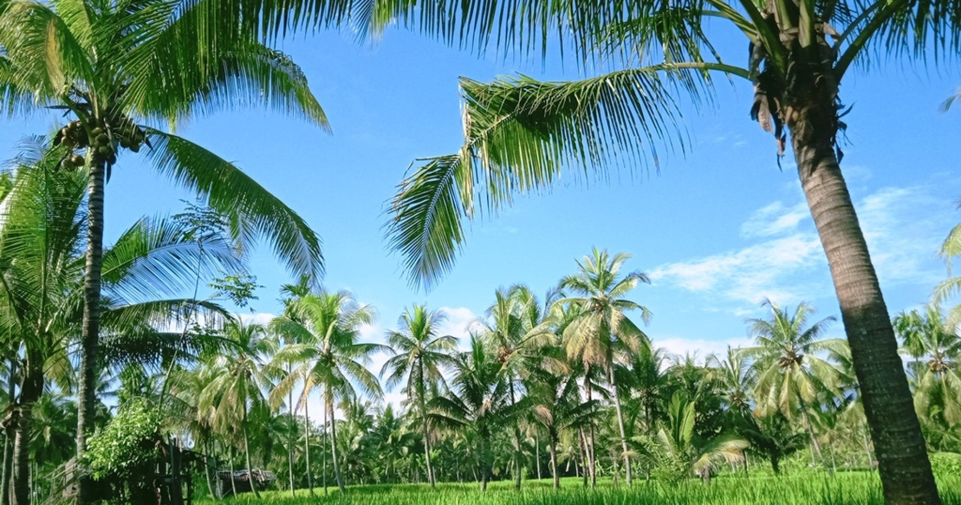 Hamparan Tanaman Padi di Bawah Pohon Kelapa dan Langit Biru (Sumber Gambar: Koleksi Pribadi Penulis) Hamparan Tanaman Padi di Bawah Pohon Kelapa dan Langit Biru (Sumber Gambar: Koleksi Pribadi Penulis)