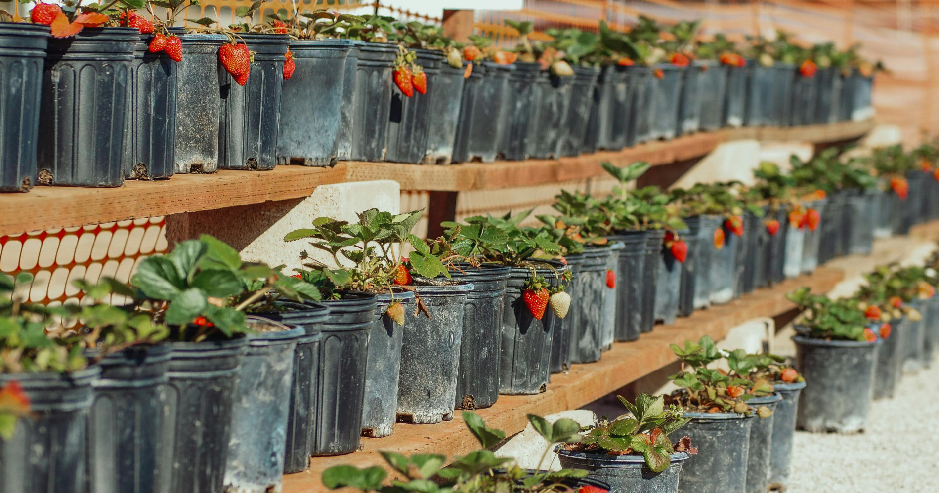 Bertani Buah Secara Vertikultur (Sumber gambar: Foto oleh Kindel Media di Pexels.com)