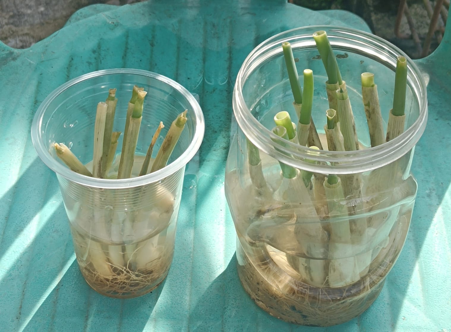 Penanaman sisa daun bawang dengan teknik regrow (Sumber gambar: Annisa Solikhatu/Pribadi)