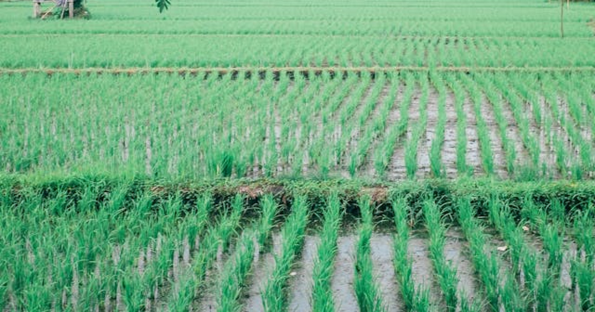 Fungsi Dan Manfaat Dari Irigasi Pertanian. Sumber Foto : Foto oleh Maria Orlova: (https://www.pexels.com)
