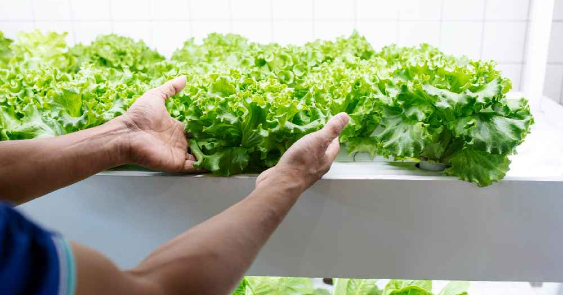 Hidropinik jadi solusi pertanian cerdas dan inovatif? (Foto Freepik.com) Hidropinik jadi solusi pertanian cerdas dan inovatif? (Foto Freepik.com)
