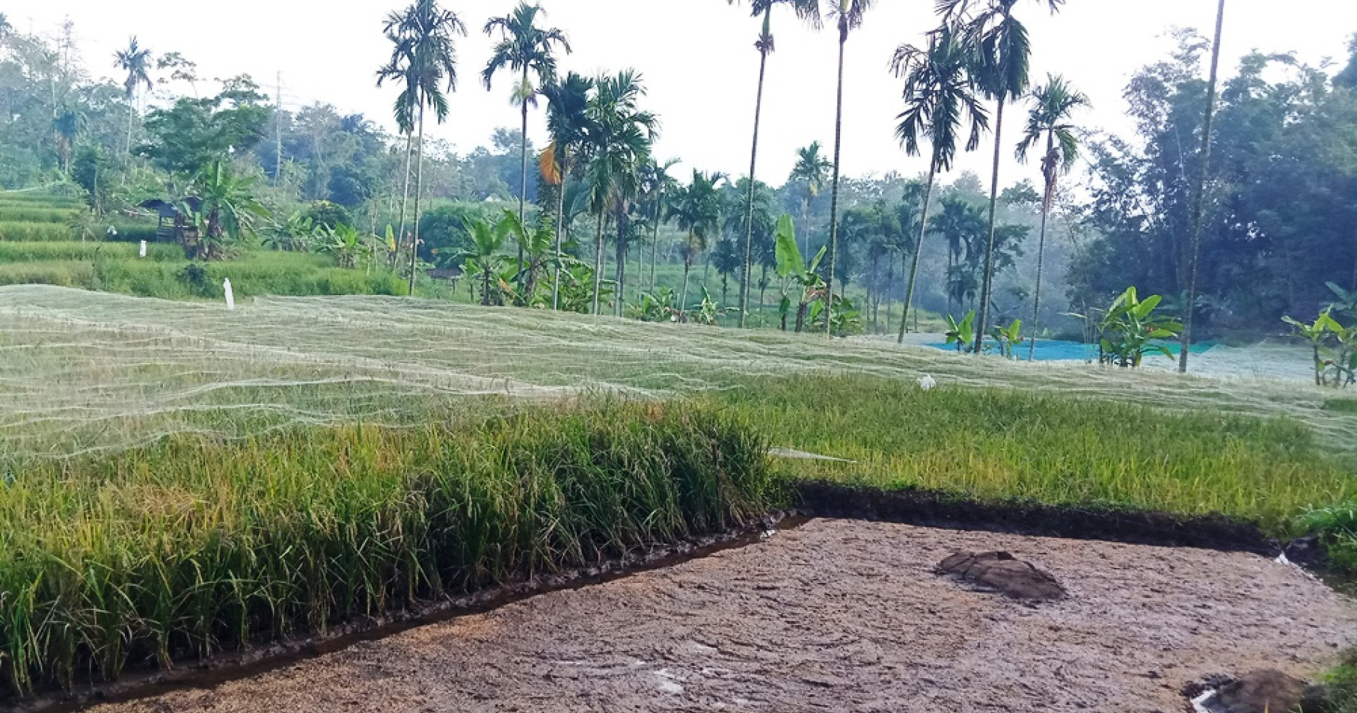 Hamparan Tanaman Padi yang Menguning Beserta Benih Padi yang Disemai di Sudut Lahan (Sumber Gambar: Koleksi Pribadi Penulis) Hamparan Tanaman Padi yang Menguning Beserta Benih Padi yang Disemai di Sudut Lahan (Sumber Gambar: Koleksi Pribadi Penulis)