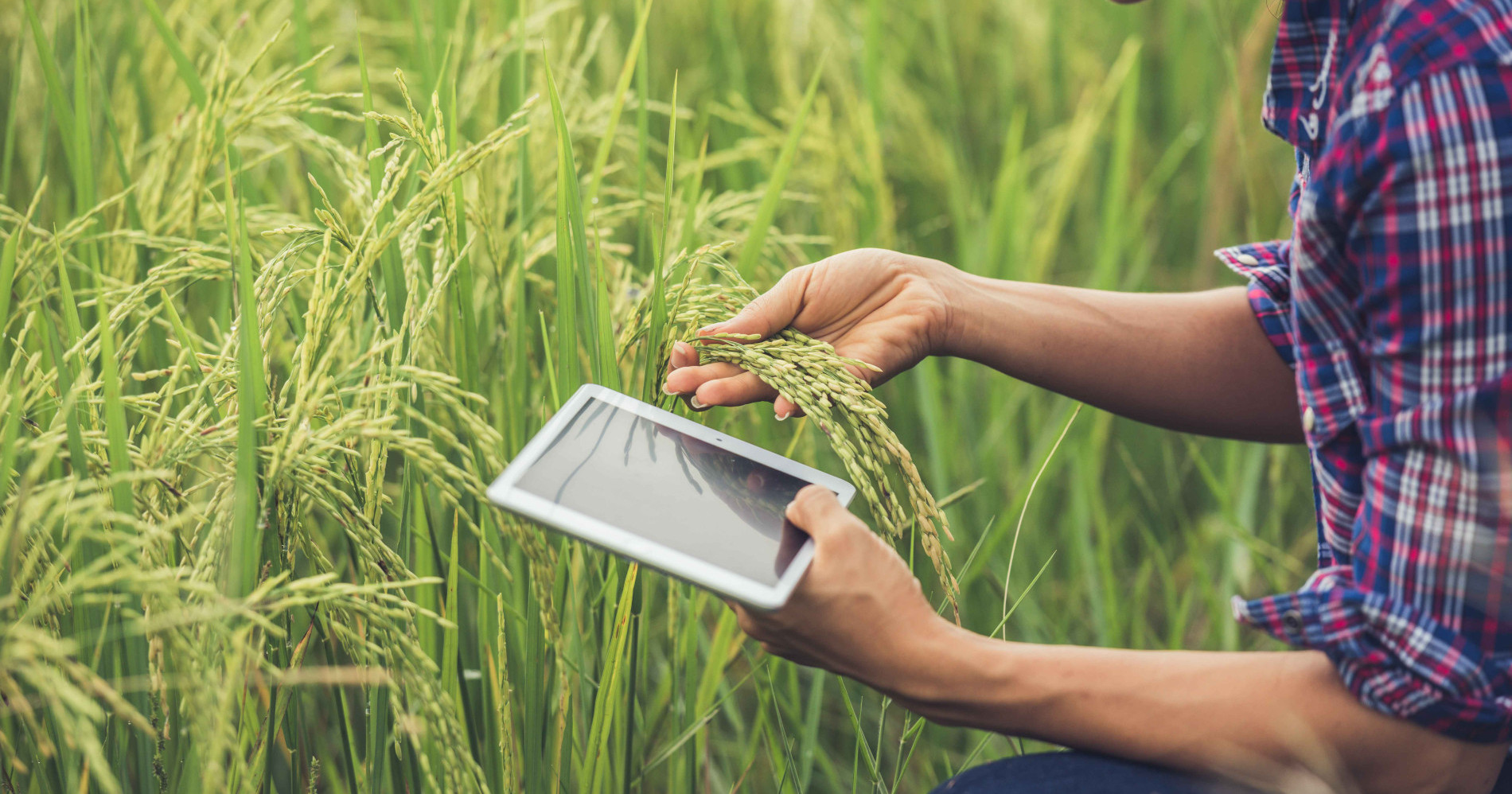 Petani menggunakan alat teknologi Sumber gambar : freepik.com Petani menggunakan alat teknologi Sumber gambar : freepik.com