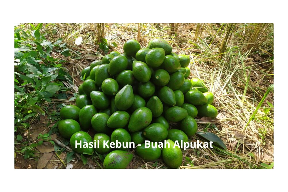 Buah alpukat - Hasil panen take by Latipah Rahman