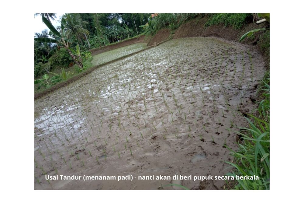 Sawah di kampung - take by Latipah Rahman