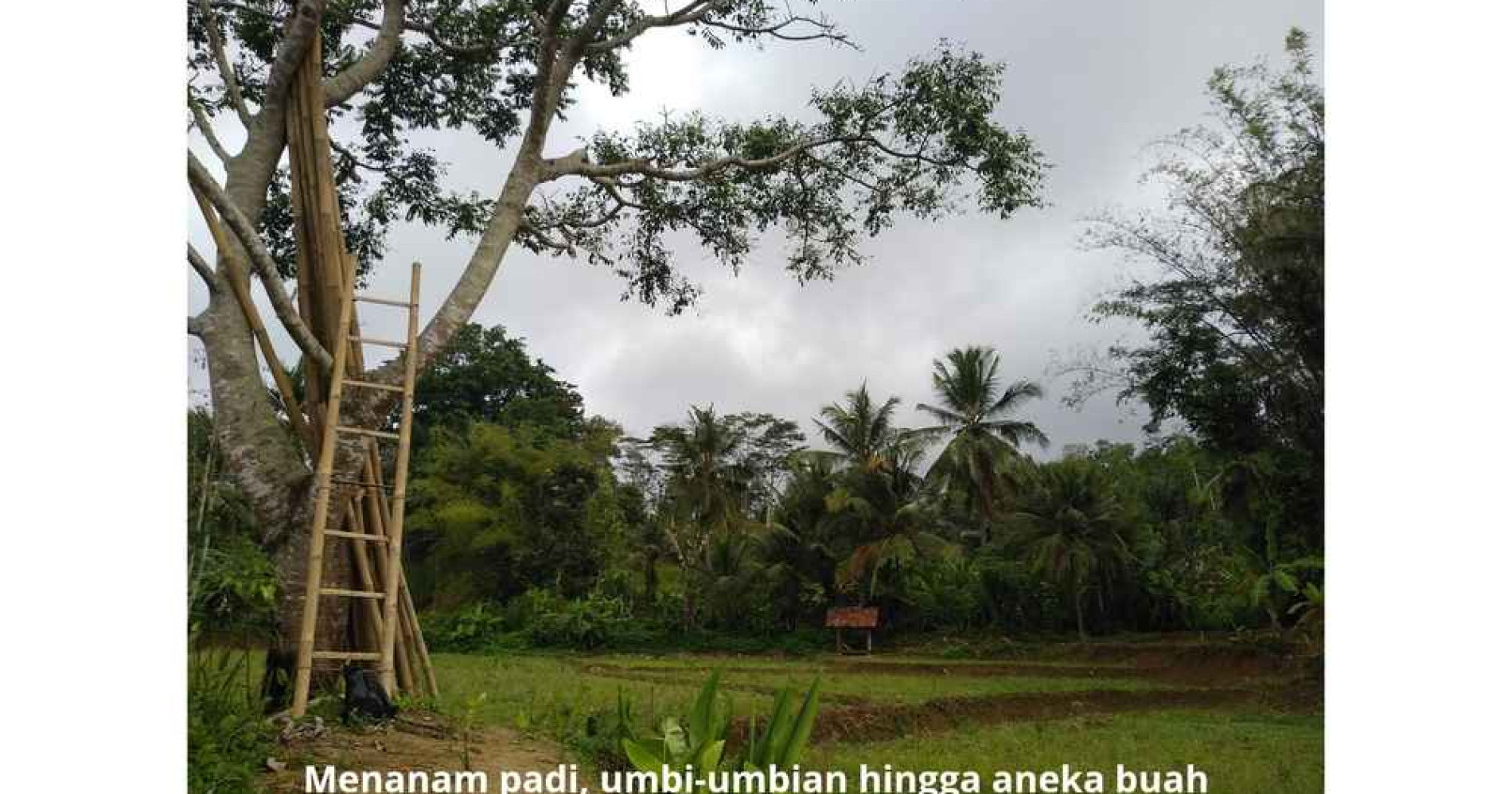 Ilustrasi kebun dan segala isinya (Dokumen Pribadi) Ilustrasi kebun dan segala isinya (Dokumen Pribadi)