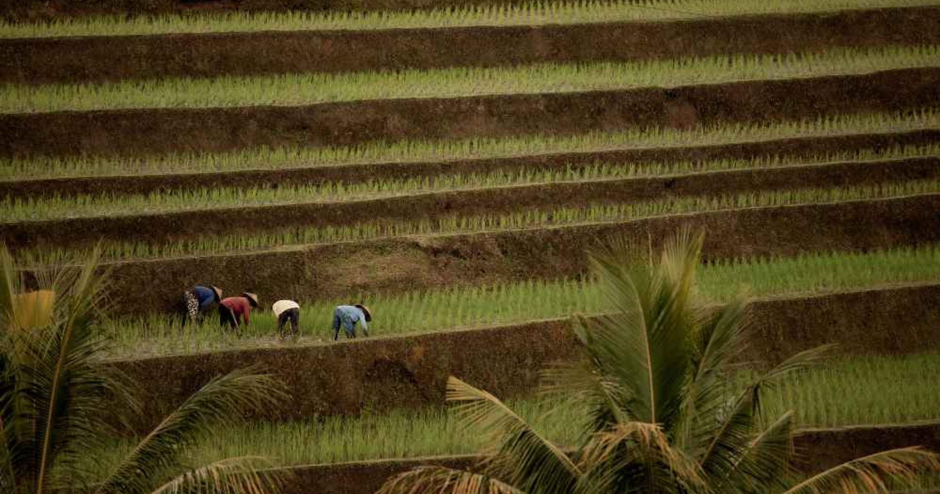 Menyejahterakan petani lewat Program PKT MAKMUR (Foto Freepik.com) Menyejahterakan petani lewat Program PKT MAKMUR (Foto Freepik.com)