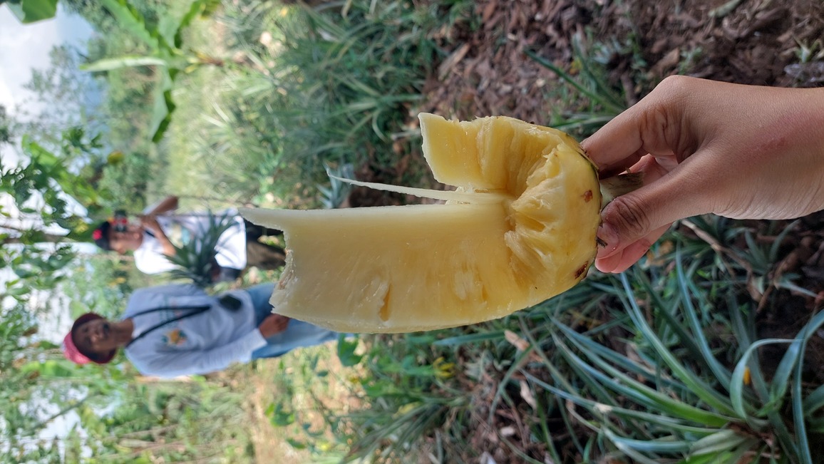 Menyicipi kesegaran nanas khas Subang (Dokumentasi Pribadi)