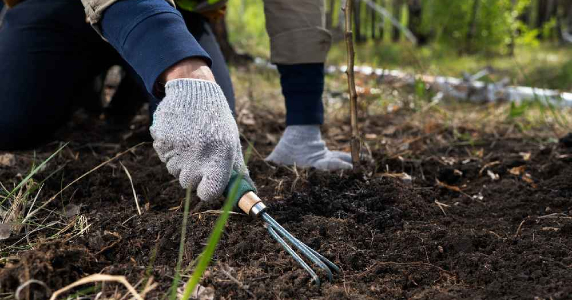 Pemberian pupuk pada tanaman padi oleh petani (Sumber: Freepik.com) Pemberian pupuk pada tanaman padi oleh petani (Sumber: Freepik.com)