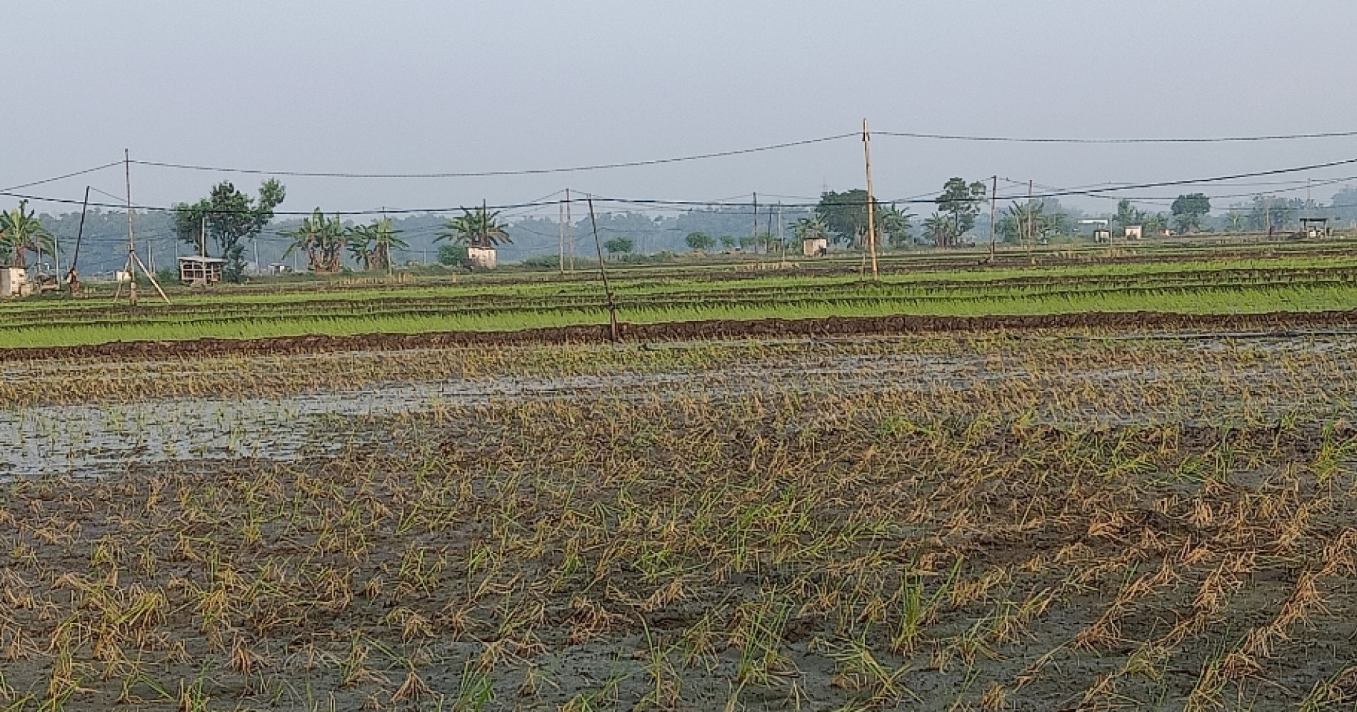 Foto bibit padi mati. Sumber foto hasil tangkap layar dari dokumen pribadi/Sri RD Foto bibit padi mati. Sumber foto hasil tangkap layar dari dokumen pribadi/Sri RD