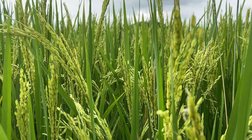 Potret Tanaman Padi Petani (Dokumentasi Pribadi Penulis)