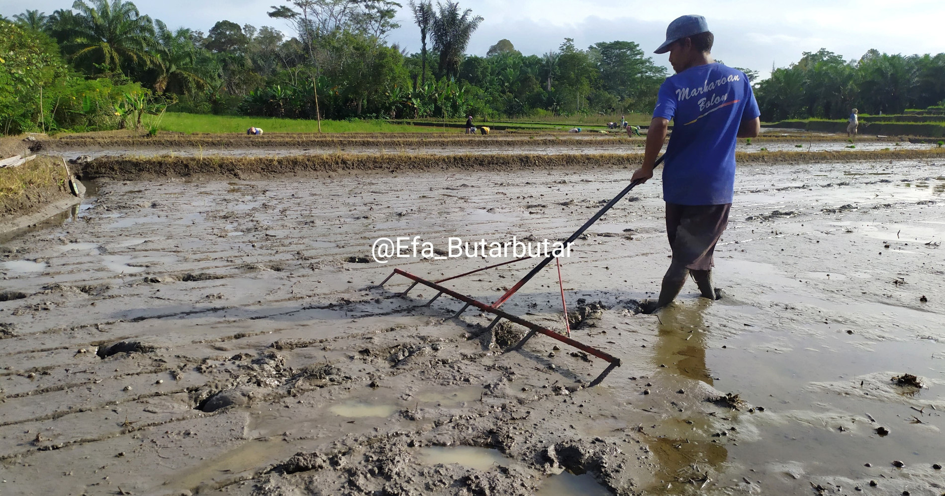 Seorang bapak yang membajak sawah sebelum ditanami padi | Foto: Dokpri - Efa Butar butar Seorang bapak yang membajak sawah sebelum ditanami padi | Foto: Dokpri - Efa Butar butar
