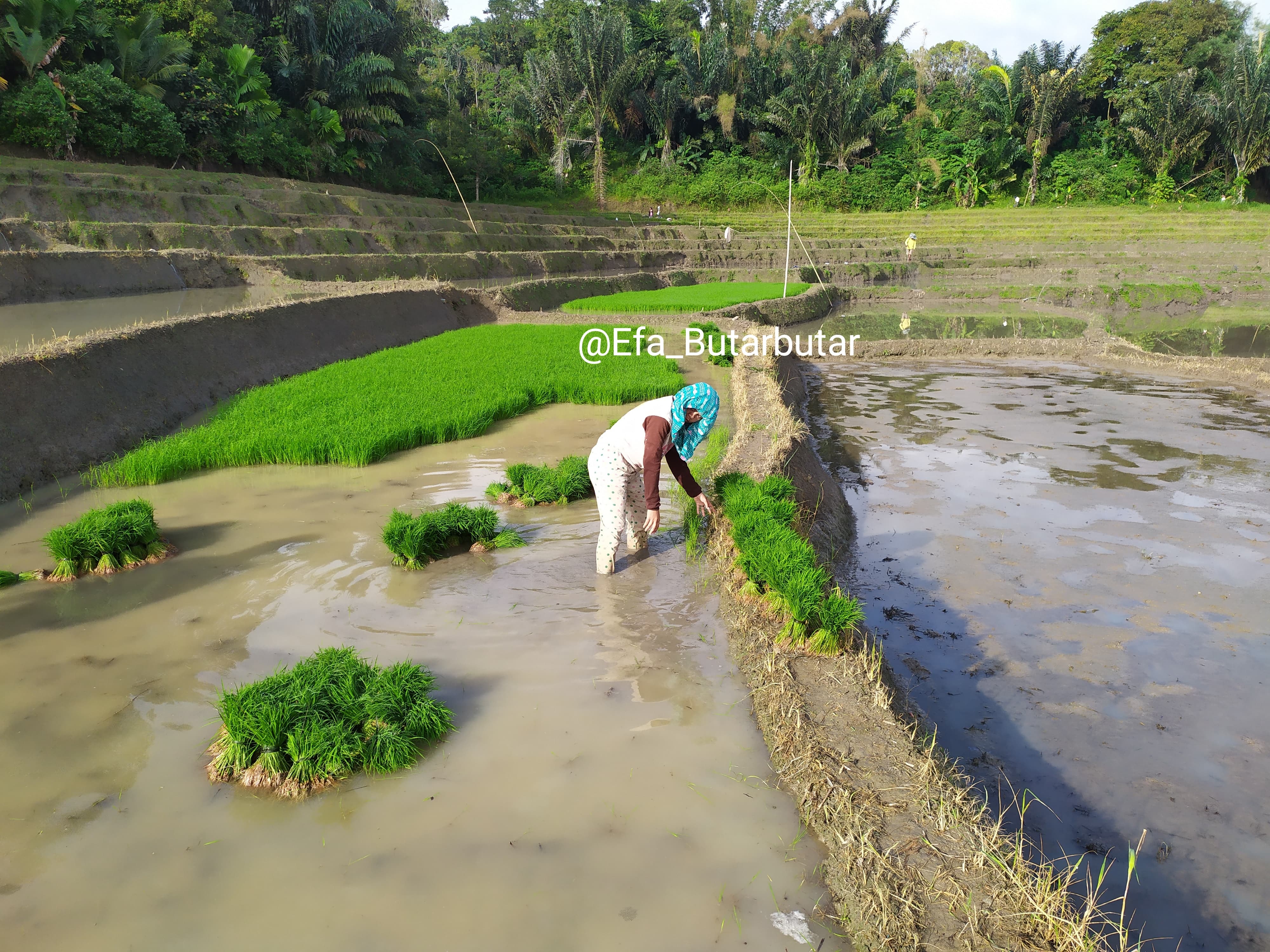 Ilustrasi sepetak sawah tempat penyemaian padi | Foto: Dokpri - Efa Butar butar